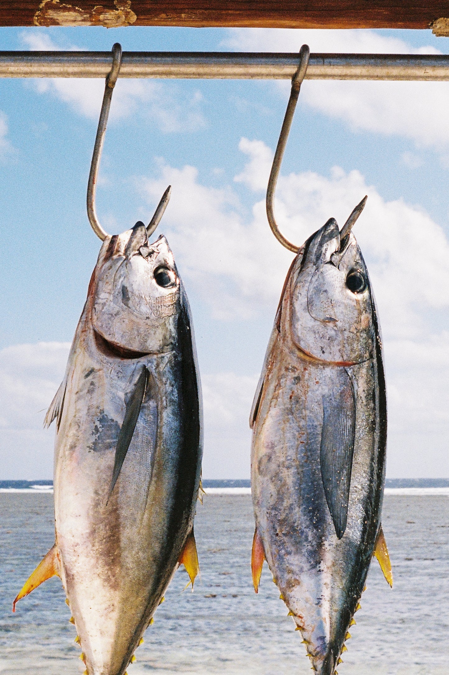 Two Yellow Fin Tuna Please