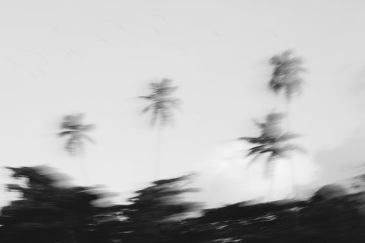 Drive by Palms