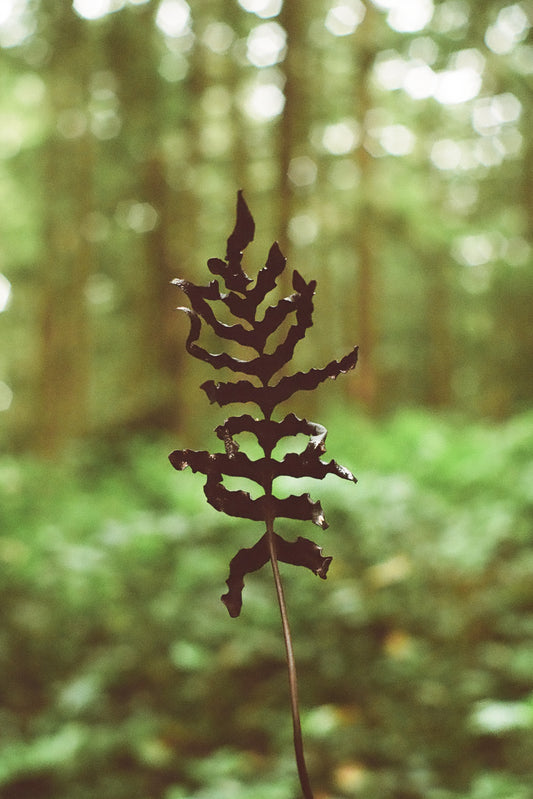 Tofino Treasure