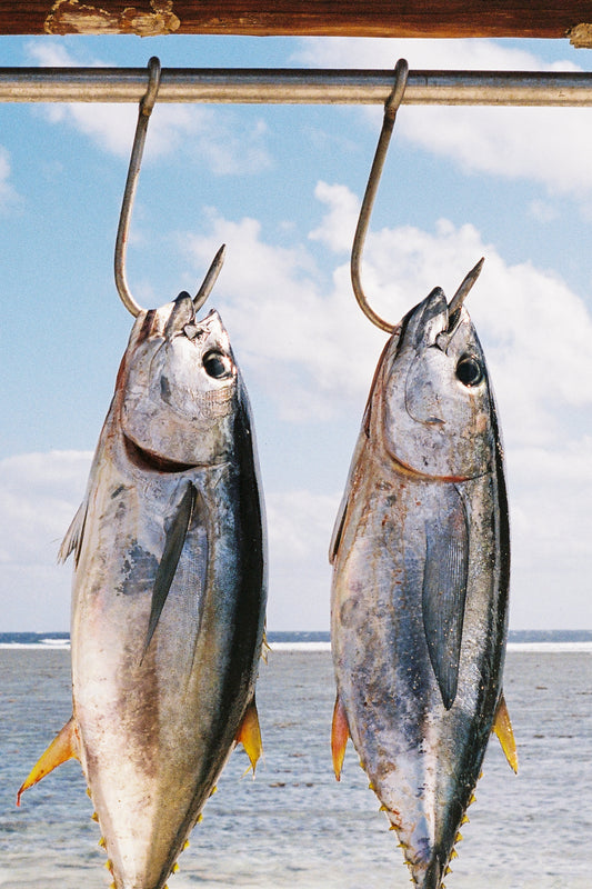 Two Yellow Fin Tuna Please